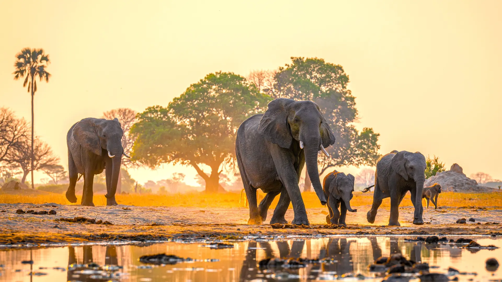 Safaris à Hwange