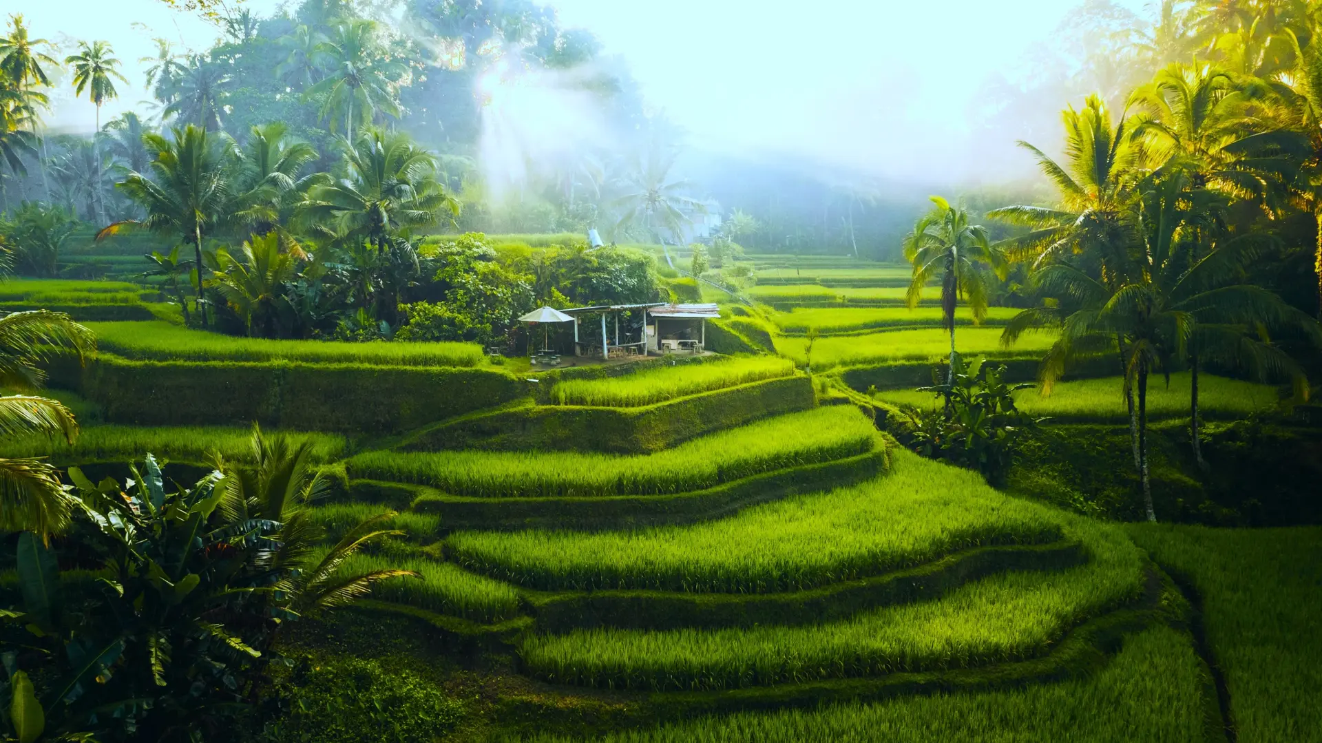 Rizières de Bali