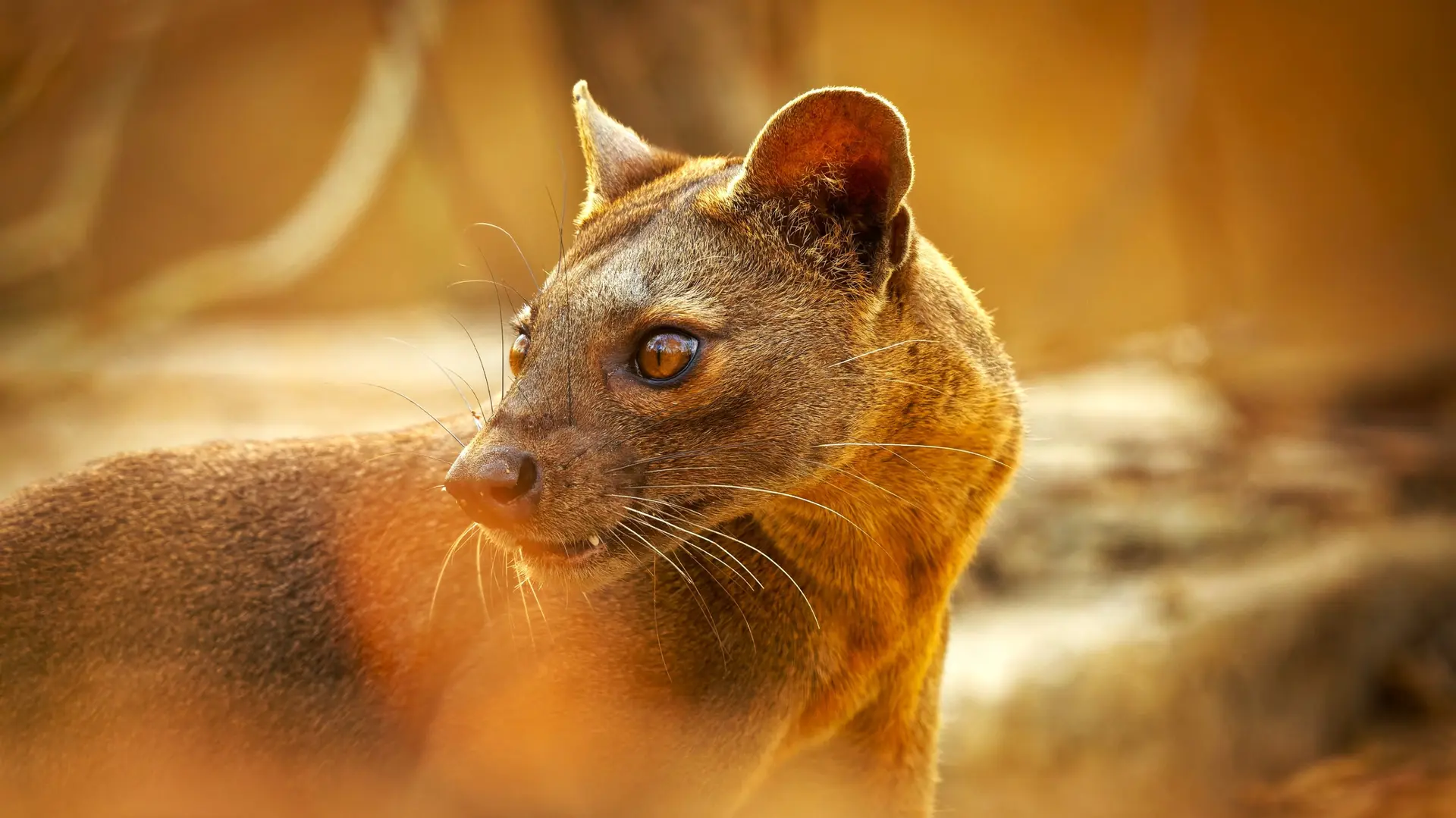 Faune endémique