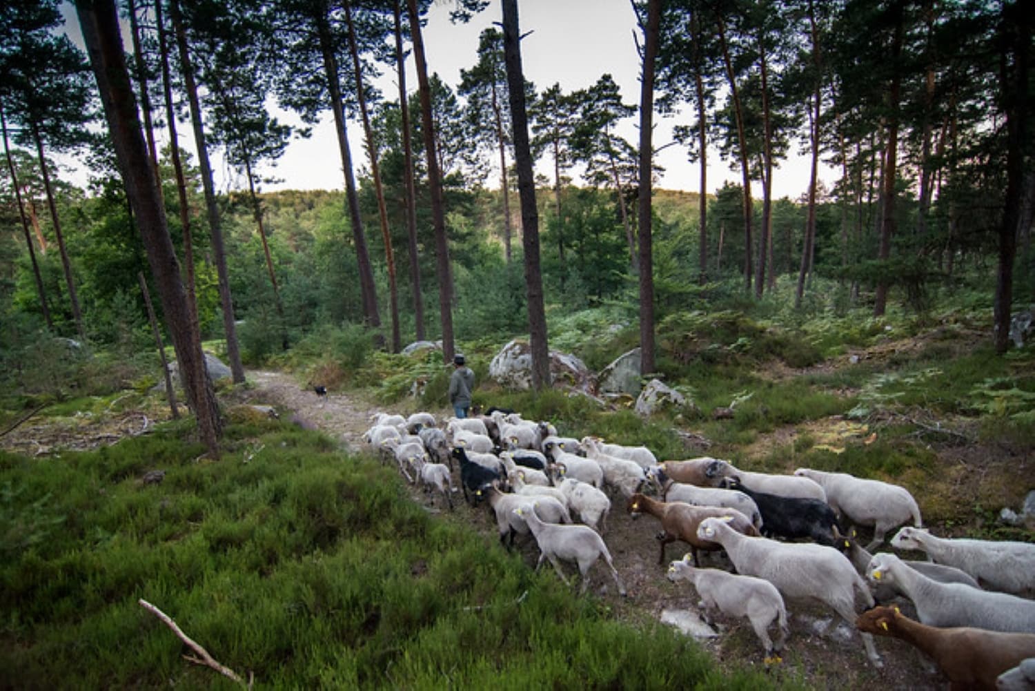 Forêt de Fontainebleau