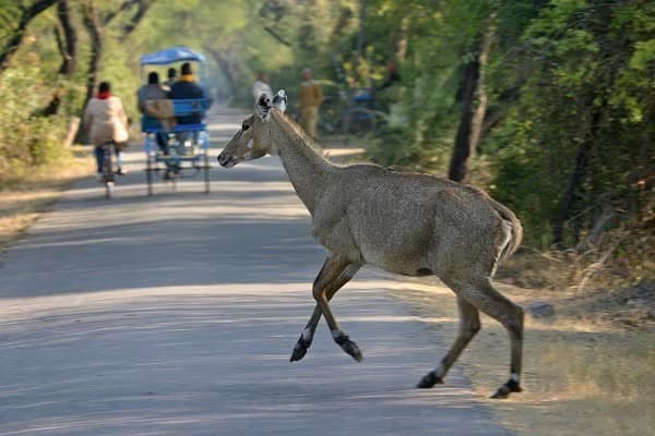 Tour à vélo au Rajasthan