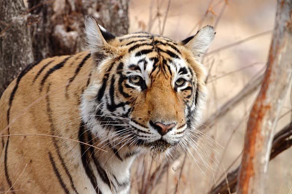 Tigre et Palais