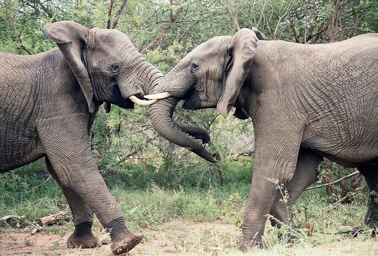 Safari en famille au Kruger