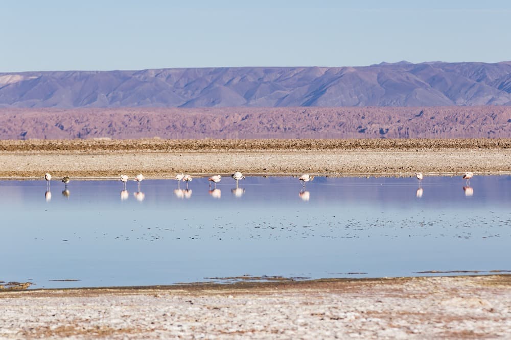 Los Flamencos National Reserve