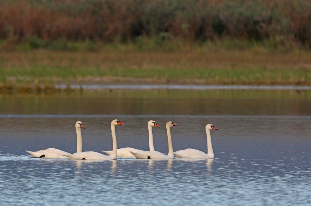 Lac Alakol
