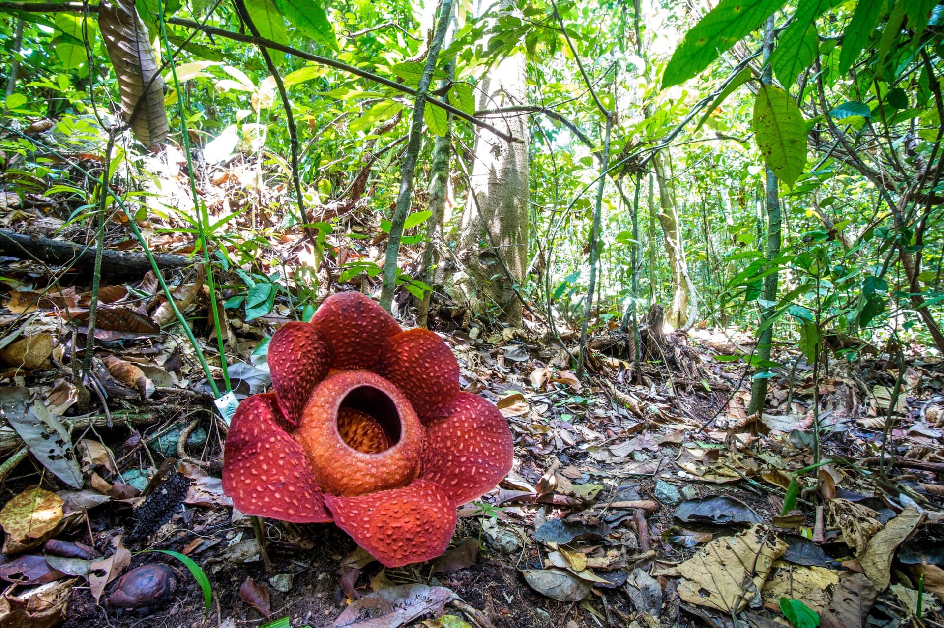 Où voir la Rafflesia, la plus grande fleur du monde, en Thaïlande ?