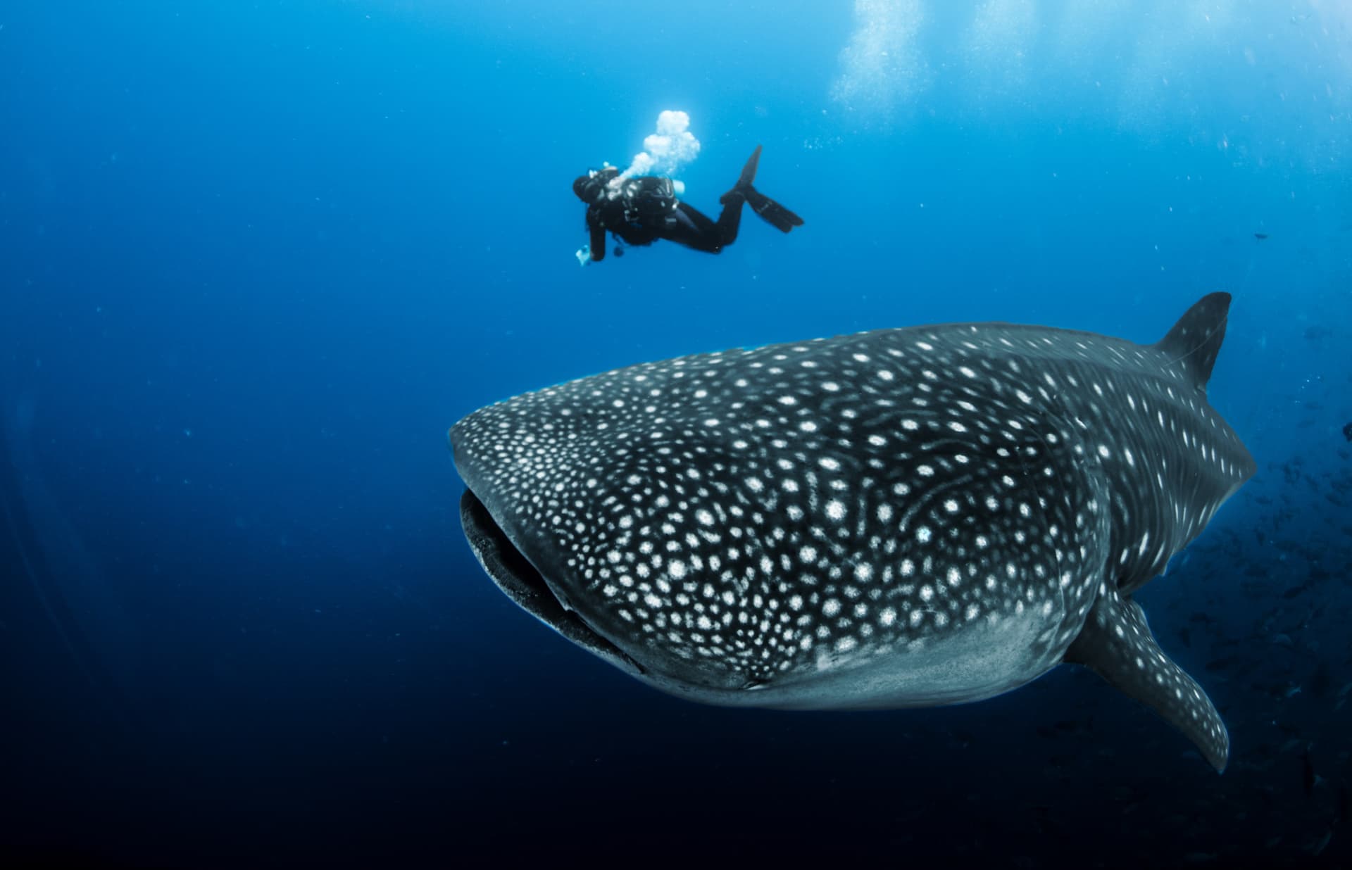 Les meilleurs spots de plongée pour voir les requins baleines en Thaïlande