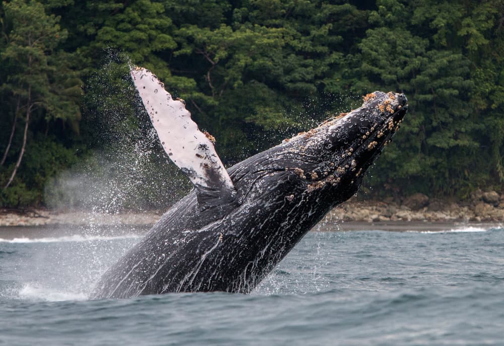 Jour 10