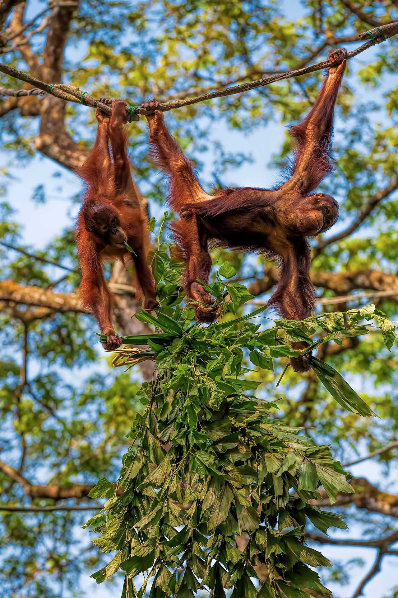 Bornéo: Les derniers orangs outans (en liberté)