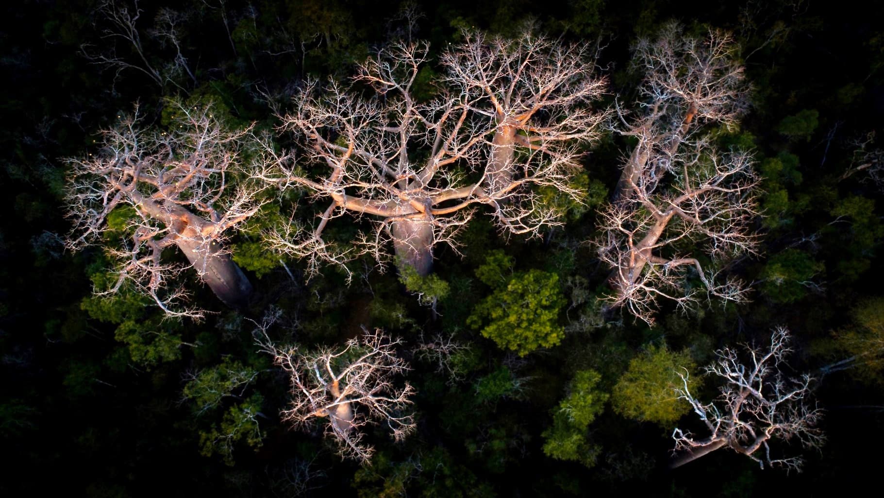 Cap sur le sud-ouest de Madagascar pour explorer ses forêts de baobabs aux côtés du spécialiste, Cyrille Cornu