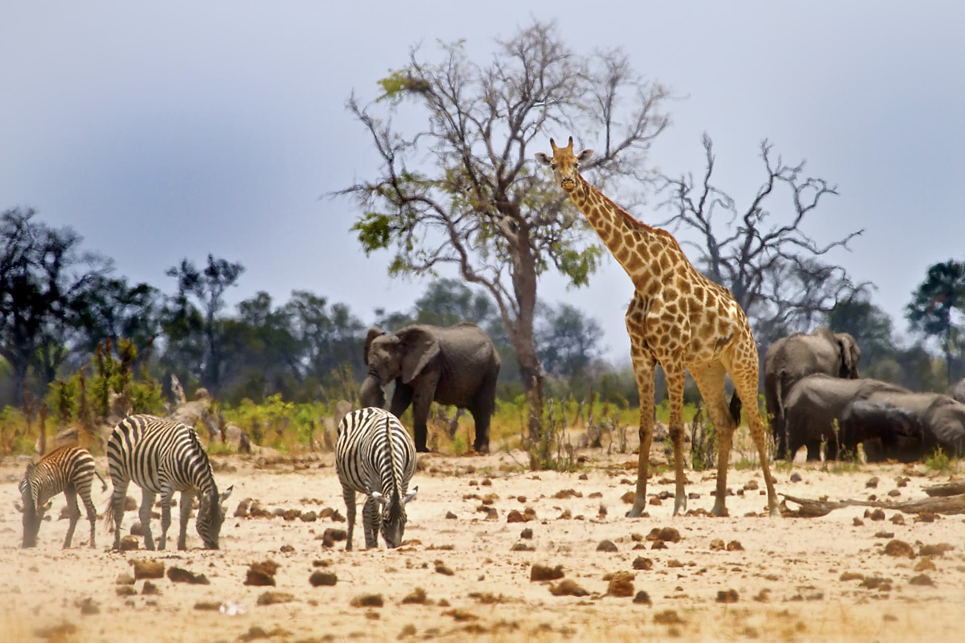 Zimbabwe en famille : Nature, safaris et découvertes culturelles