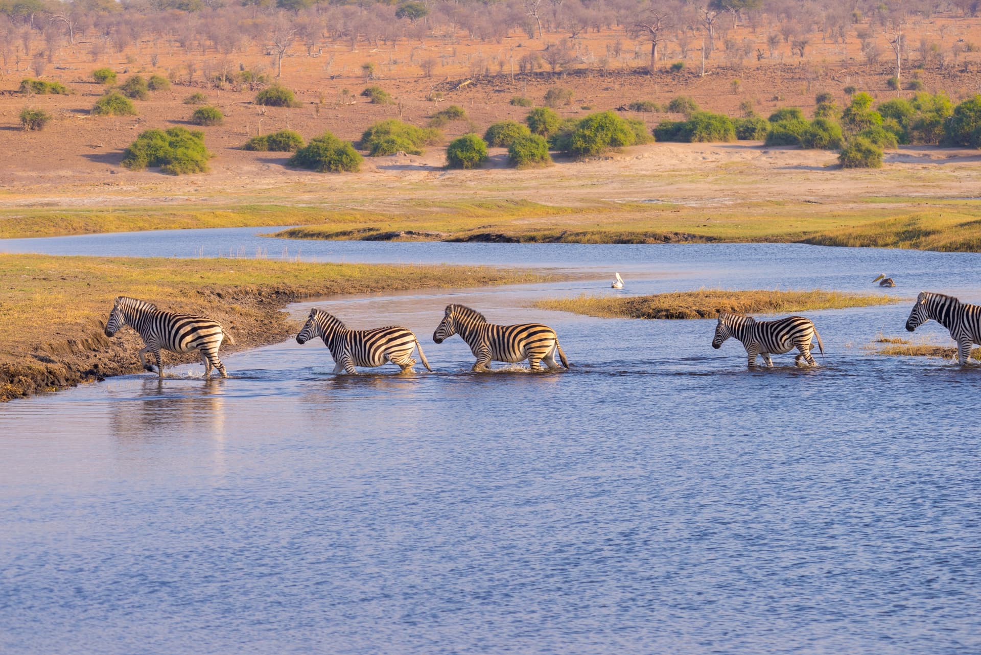 Zimbabwe sauvage : entre safaris, Chutes Victoria et rivière Chobe