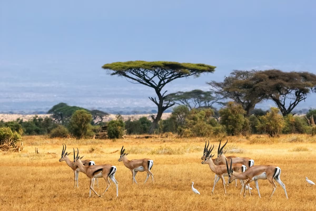 Safari et détente sur la côte kenyane