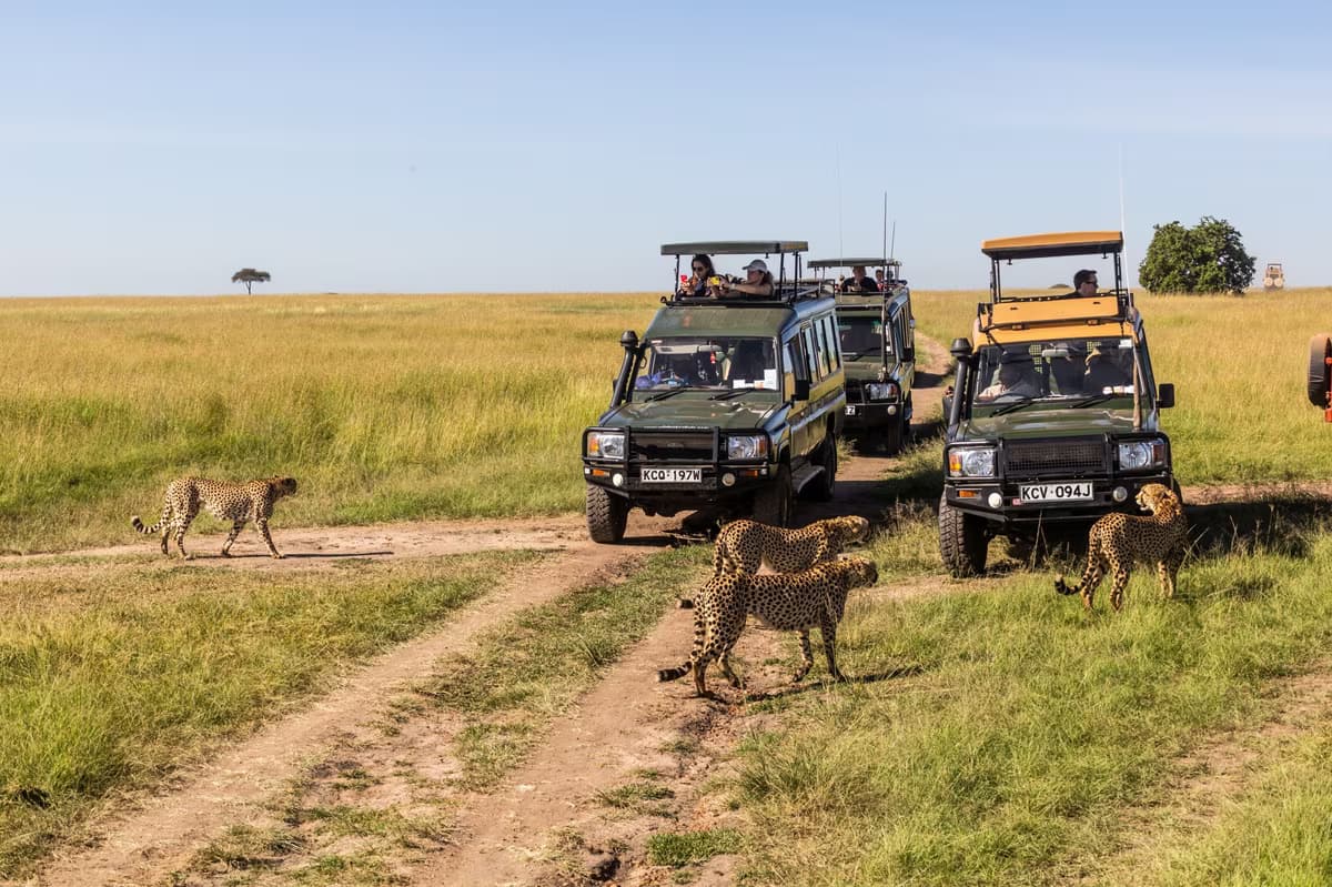 Safari au pays des Masaïs et plage