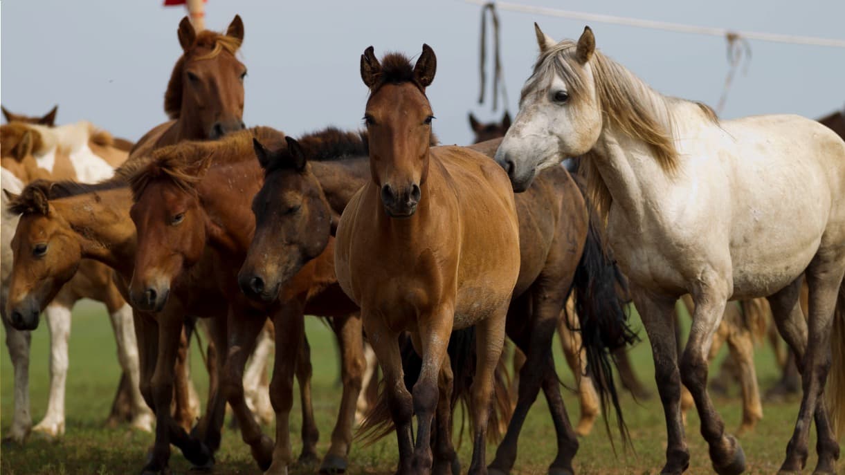 À cheval dans le Khan Khentii